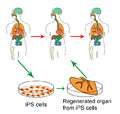 This image depicts the technological advancement that is 'stem cell regeneration'. It depicts the harvesting of stem cells in a perti dish and their development into a human organ. But is this miracle patentable? Click on the image to read the full post.