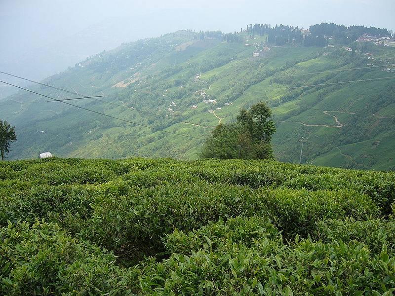 The image depicts a tea estate in Darjeeling.