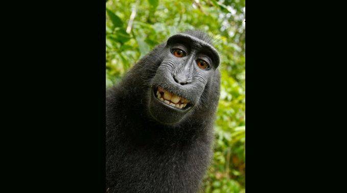 The image is a picture of a monkey. The image is relevant as the post is about the copyright over a picture taken by a monkey. Click on image to view post.