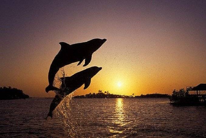 This image depicts two dolphins jumping high over the sea with the sunset in the Background. This image is relevant as it deals with TSM test which is the Teaching, Suggestion and Motivation test. Click on the image for more information.