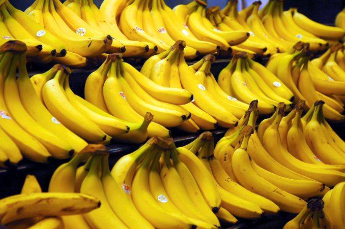 This Image depicts the close shot of Nendran Bananas. This Image is relevant as the article deals with the Inclusion of Nendran Banana as Geographical Indication. Click on this Image for more Information.
