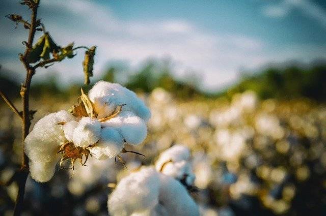 The featured image shows a cotton plant. This image has been used in the context as the article relates to a patent infringement suit between Monsanto and Nuziveedu seeds involving Bt cotton. To read more, click here.